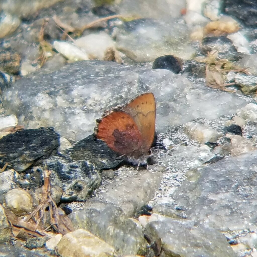 Incisalia irioides