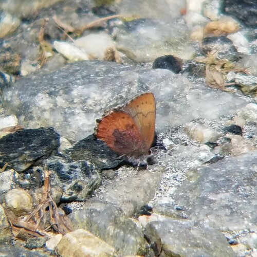 Incisalia irioides