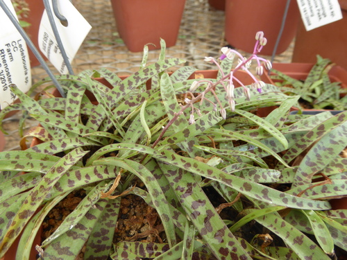 Image of Ledebouria waterbergensis by (c) Andrew Hankey, some rights reserved (CC BY-SA)