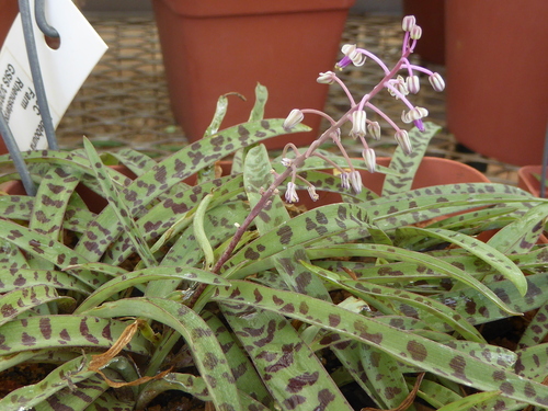 Meletse African hyacinth (Ledebouria waterbergensis)