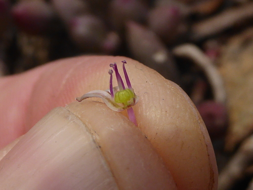 Image of Ledebouria waterbergensis by (c) Andrew Hankey, some rights reserved (CC BY-SA)