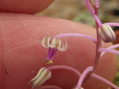 Image of Ledebouria waterbergensis by (c) Andrew Hankey, some rights reserved (CC BY-SA)