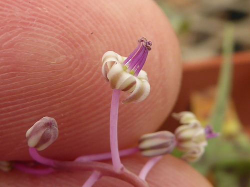 Image of Ledebouria waterbergensis by (c) Andrew Hankey, some rights reserved (CC BY-SA)