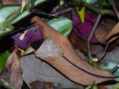 Zanclognatha subtriplex