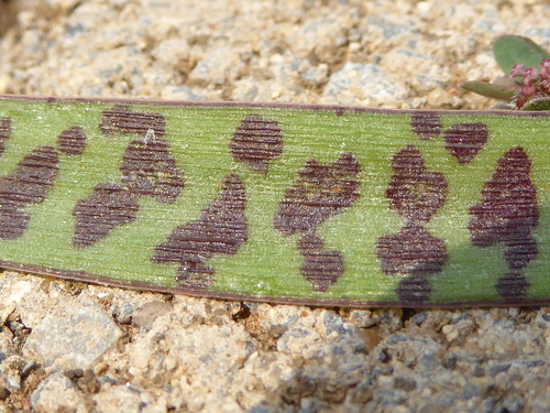Image of Ledebouria waterbergensis by (c) Andrew Hankey, some rights reserved (CC BY-SA)