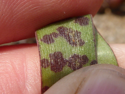 Image of Ledebouria waterbergensis by (c) Andrew Hankey, some rights reserved (CC BY-SA)