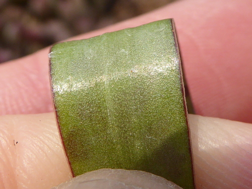 Image of Ledebouria waterbergensis by (c) Andrew Hankey, some rights reserved (CC BY-SA)