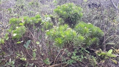 Darwiniothamnus tenuifolius