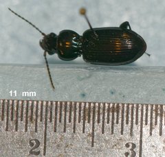 Pterostichus caudicalis