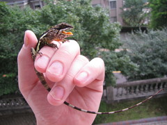 Diploderma polygonatum xanthostomum
