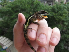 Diploderma polygonatum xanthostomum
