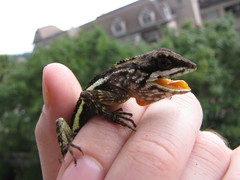 Diploderma polygonatum xanthostomum