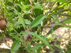 Vitex negundo