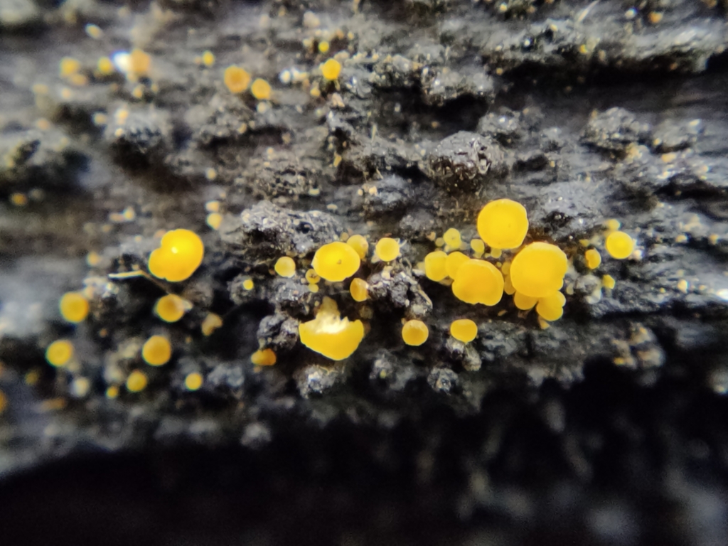 Bisporella iodocyanescens