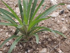 Plantago wrightiana