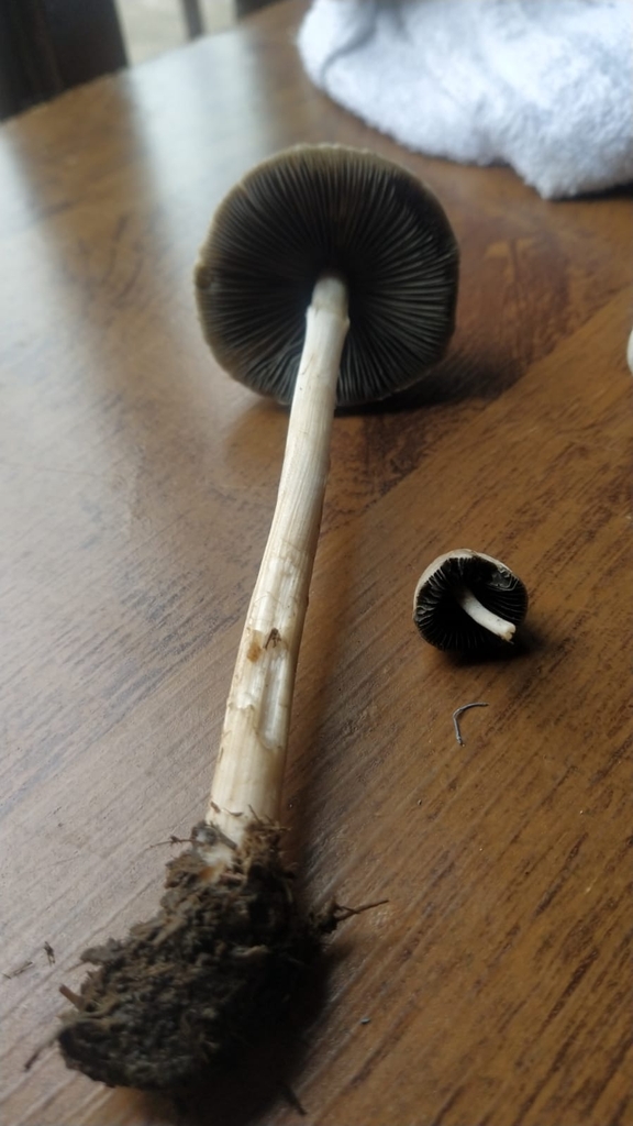Panaeolus antillarum · March 2024 · photo: © luccas_fernandes (iNaturalist, cc-by-sa)