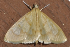 Ecpyrrhorrhoe puralis