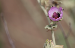 Sphaeralcea obtusiloba