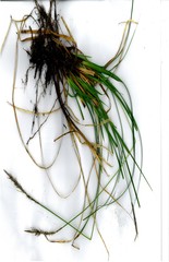 Carex corynoidea