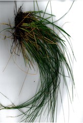Carex horizontalis