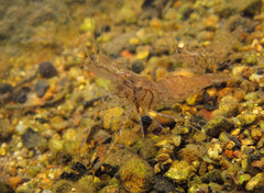 Macrobrachium nipponense