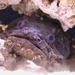 Toadfishes - Photo (c) Paul Huber, some rights reserved (CC BY-NC-ND)