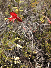 Silene laciniata laciniata