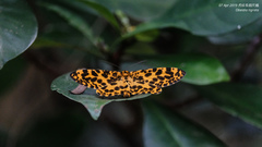 Epobeidia tigrata tigrata