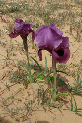 Iris mariae