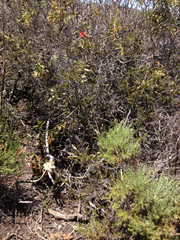 Silene laciniata laciniata