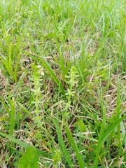 Cruciata pedemontana