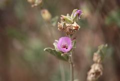 Sphaeralcea obtusiloba