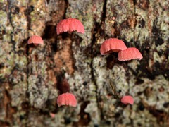 Mycena roseoflava