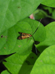 Nemophora
