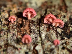 Mycena roseoflava