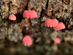 Mycena roseoflava