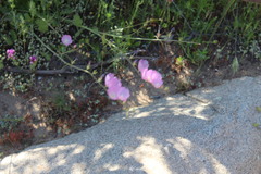 Sidalcea sparsifolia
