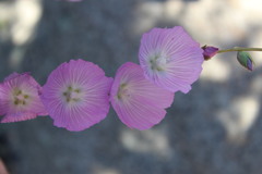 Sidalcea sparsifolia
