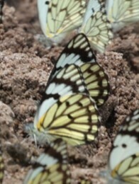 Belenois subeida