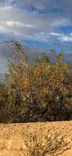 honey mesquite