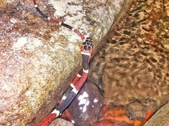 Rhinobothryum bovallii