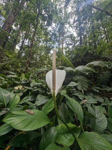Spathiphyllum wallisii
