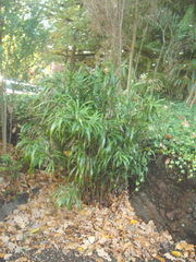 Dianella bambusifolia