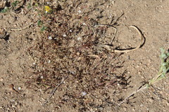 Leptosiphon pygmaeus continentalis