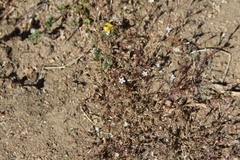 Leptosiphon pygmaeus continentalis