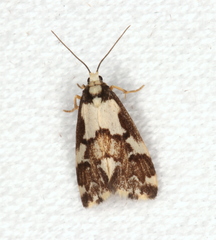 Philenora chionastis