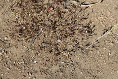 Leptosiphon pygmaeus continentalis