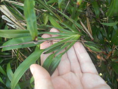 Dianella bambusifolia
