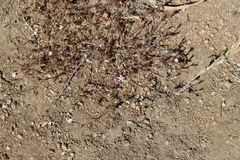 Leptosiphon pygmaeus continentalis