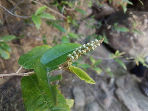 Croton argyrophylloides